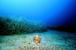 Pantelleria
Pinna Nobilis
Marine Life
Wide Angle by Cesare Lombardo 